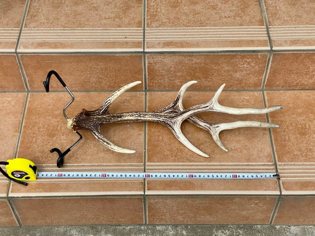Deer Antler Lantern Hanger, Set of 2, Camping, Interior, Natural Deer Antler