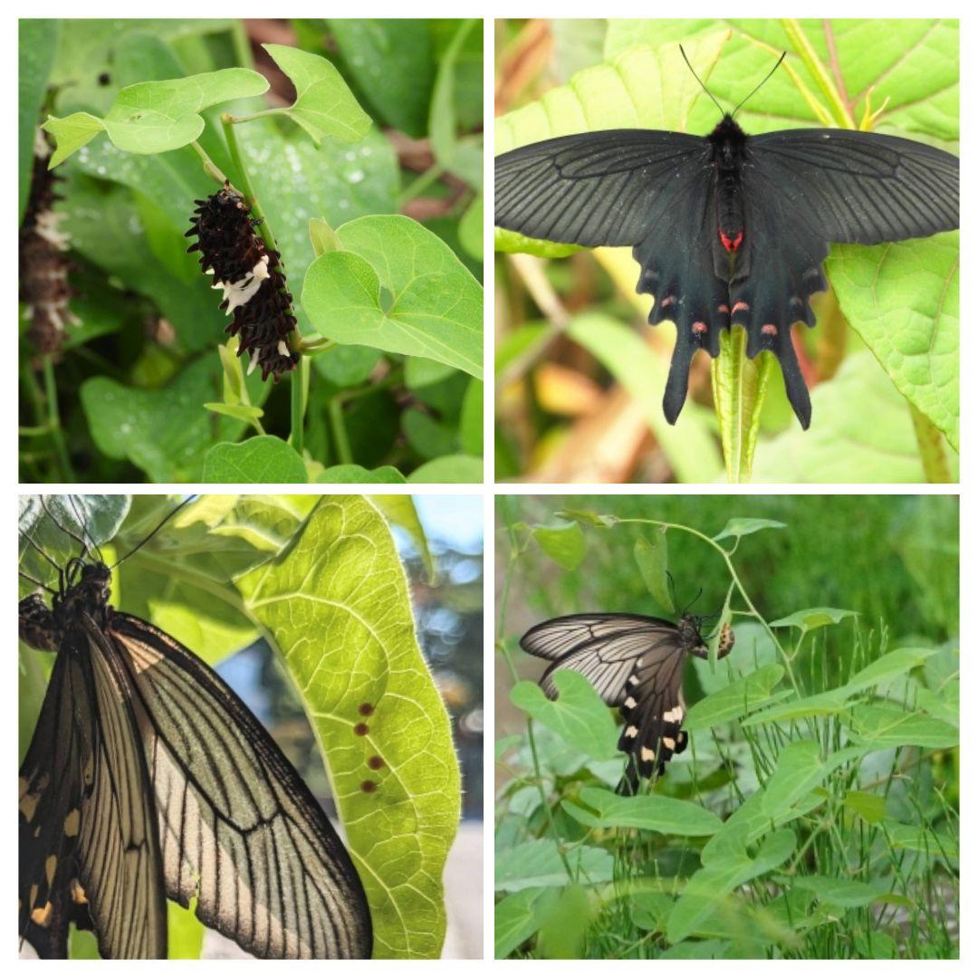 Wild Ginger Vine Leaves - Over 70 Leaves - Food for Pipevine Swallowtail Butterfly - Completely Pesticide-Free